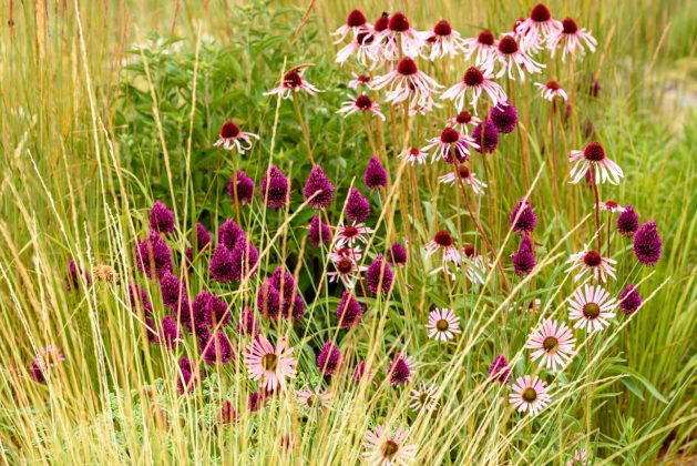 Allium sphaerocephalon