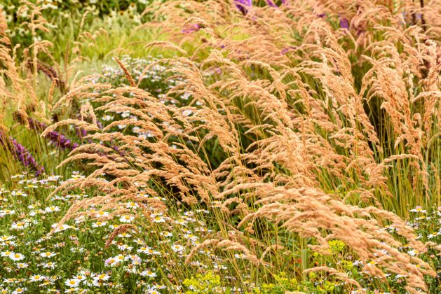Calamagrostis varia