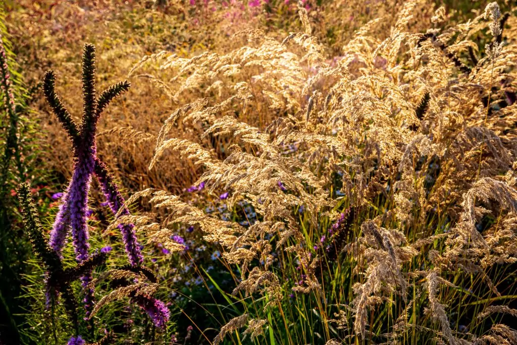 Calamagrostis varia