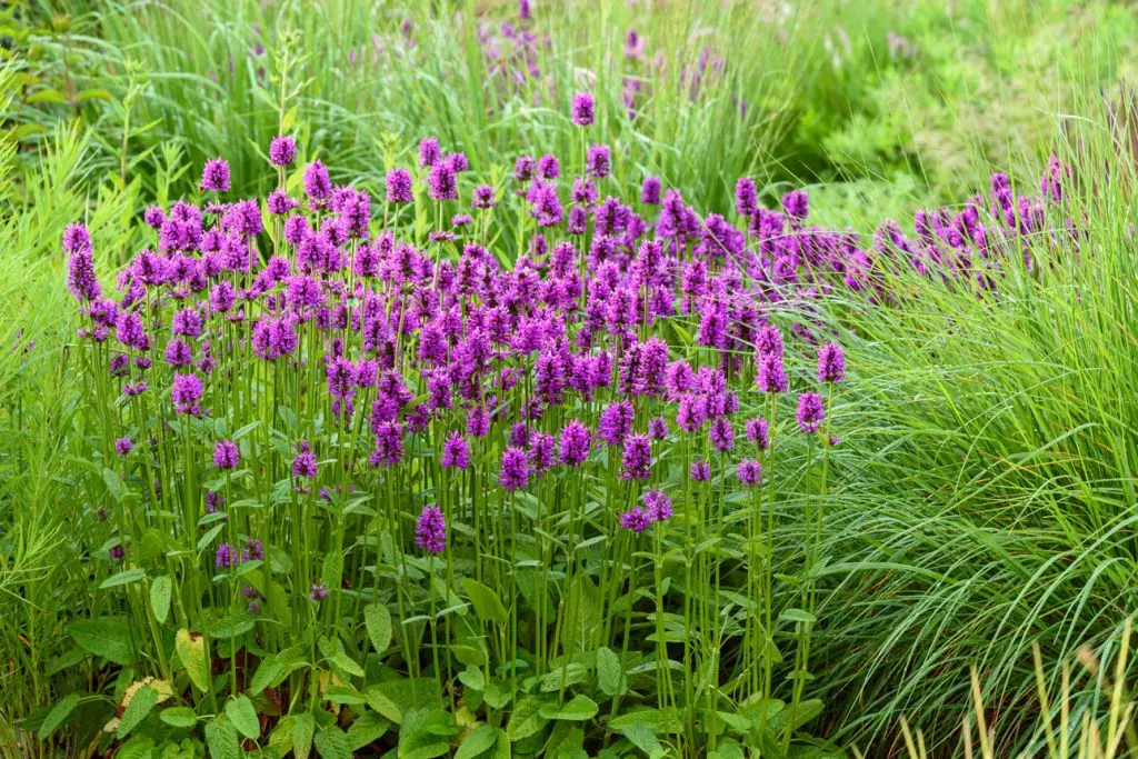 Betonica Hummelo