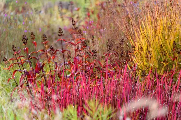 Imperata Red Baron