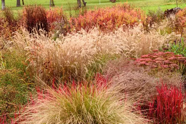 Imperata Red Baron