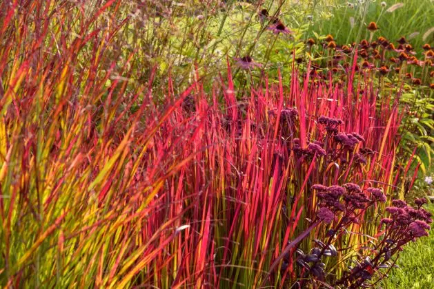 Imperata Red Baron
