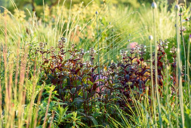 Penstemon Huskers Red