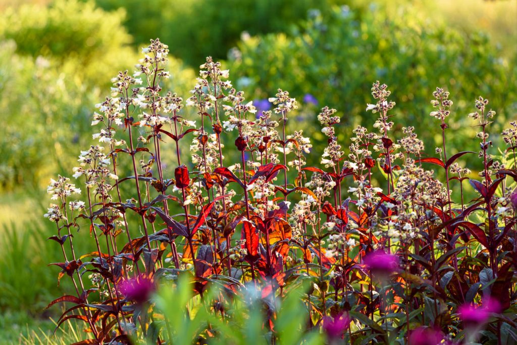 Penstemon Huskers Red
