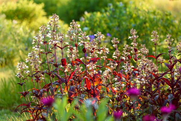 Penstemon Huskers Red
