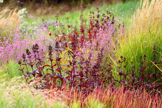 Penstemon Huskers Red