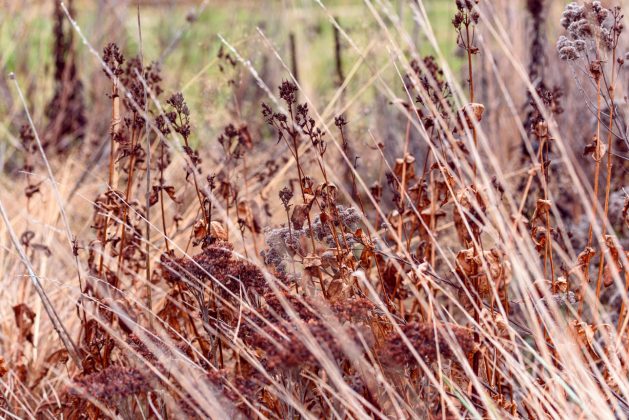 Penstemon Huskers Red