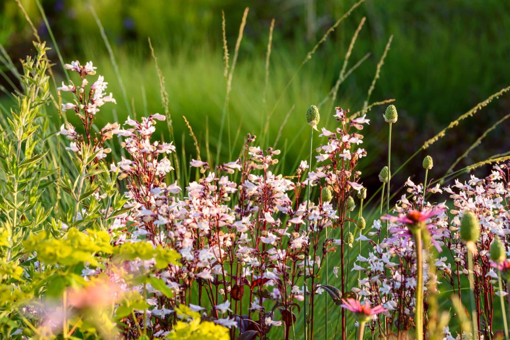 Penstemon Huskers Red