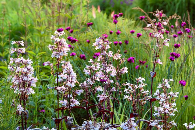 Penstemon Huskers Red