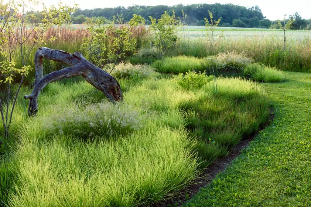 Sesleria autumnalis