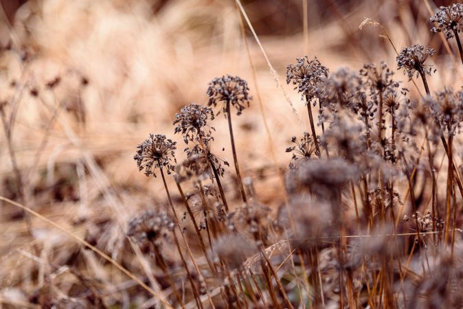 Allium Millenium
