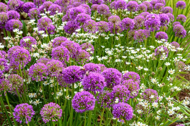 Allium Millenium