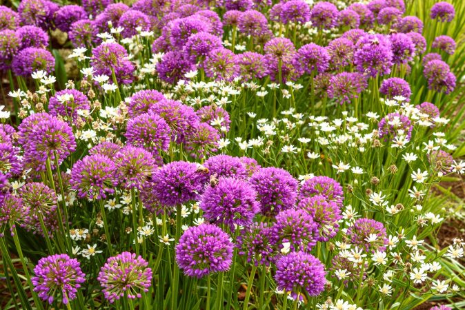 Allium Millenium