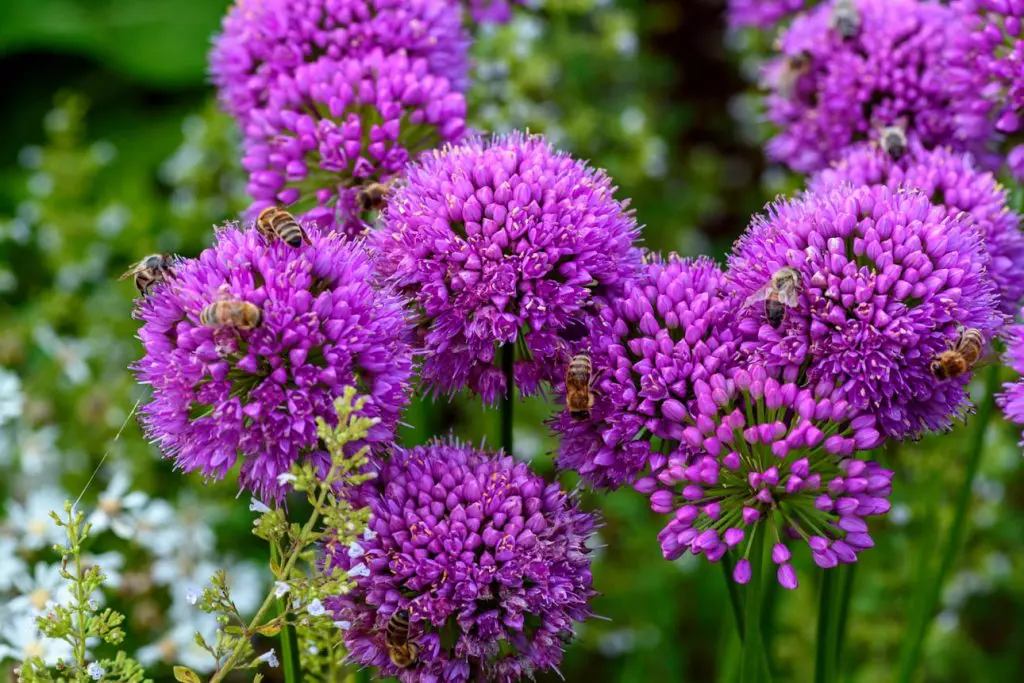 Allium Millenium