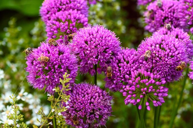 Allium Millenium