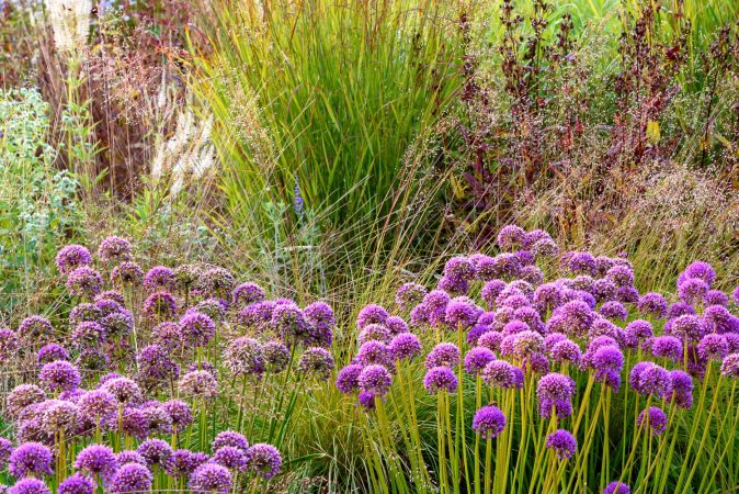Allium Millenium