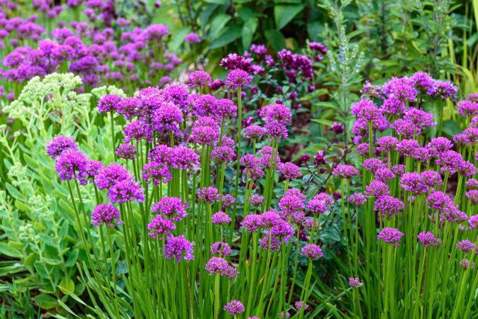 Allium Millenium