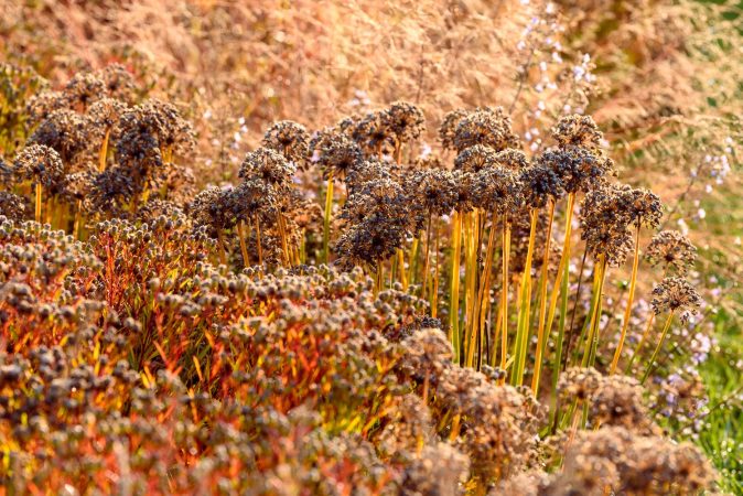 Allium Millenium