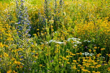Wildblumenmischungen