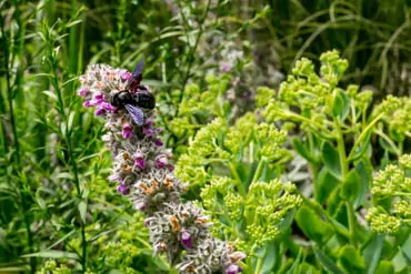 Lebensraum für Wildbienen