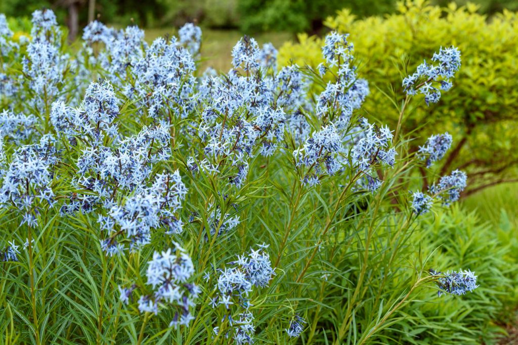 Amsonia hubrichtii