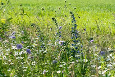Artenreiche Bienenweide