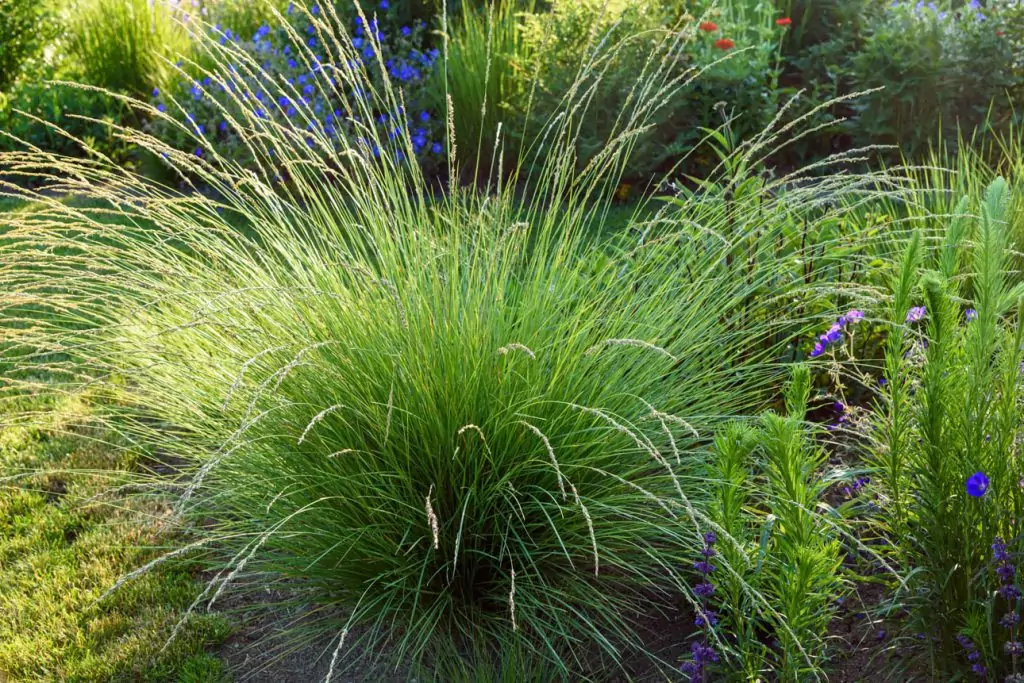 Festuca mairei