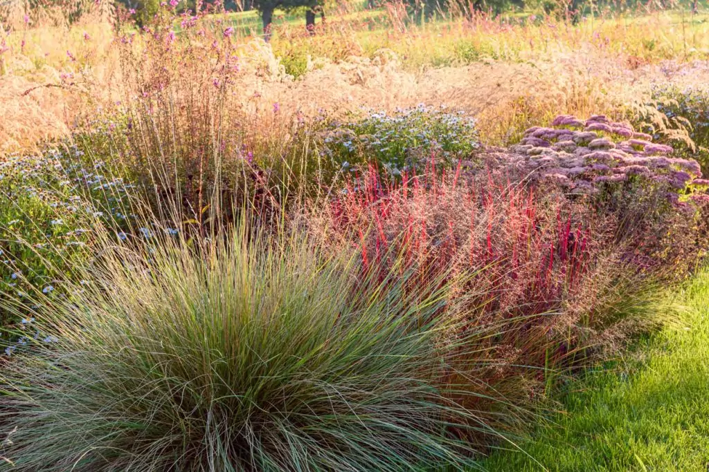 Festuca mairei