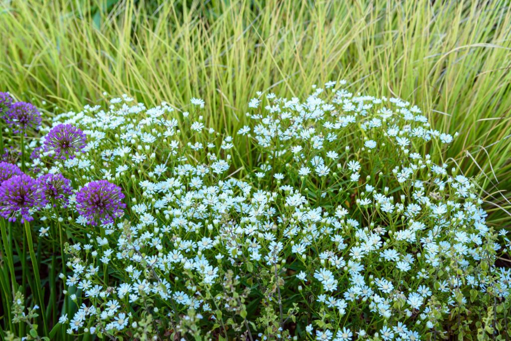 Solidago ptarmacoides
