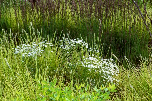 Solidago ptarmacoides