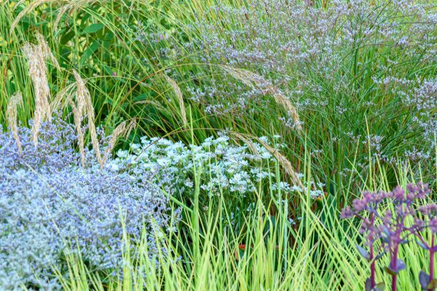 Solidago ptarmacoides