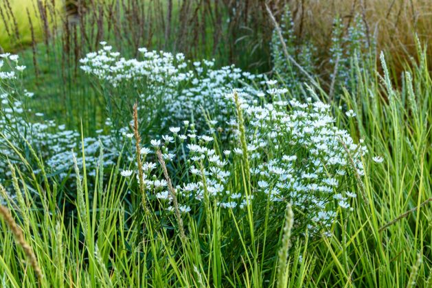 Solidago ptarmacoides
