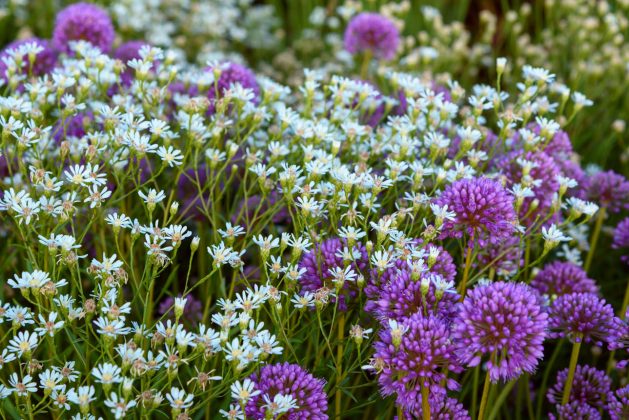 Solidago ptarmacoides