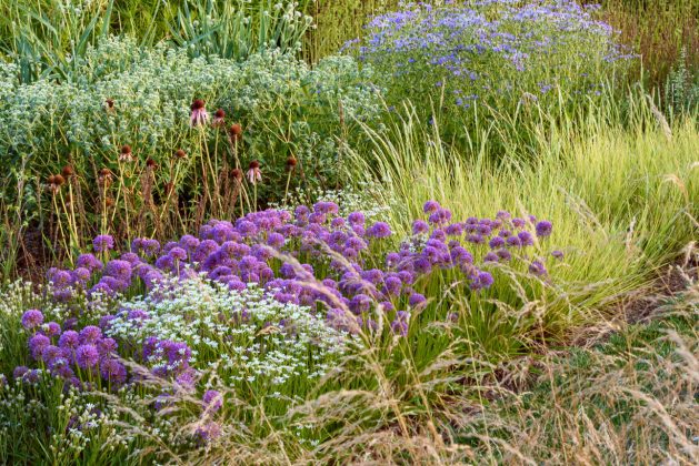 Solidago ptarmacoides