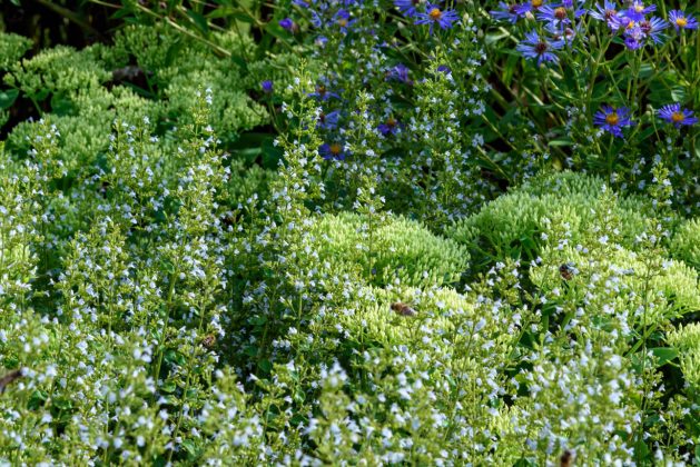 Calamintha Triumphator