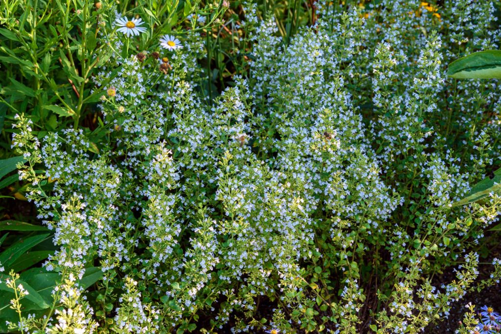 Calamintha Triumphator