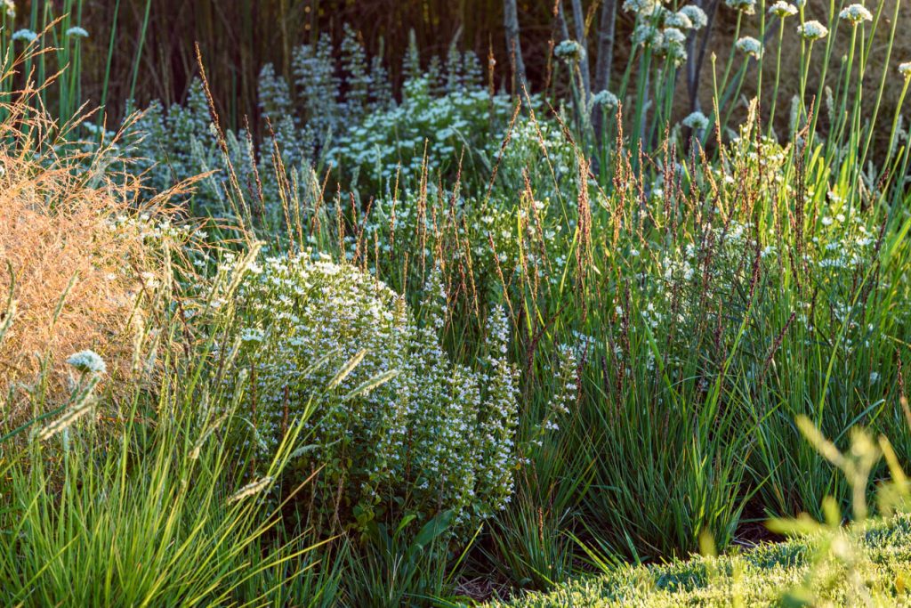 Calamintha Triumphator