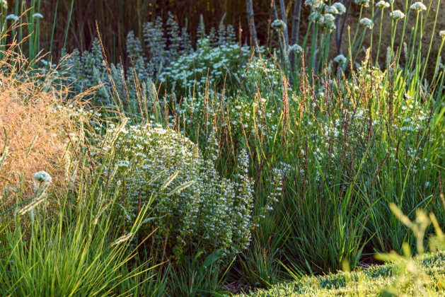 Calamintha Triumphator