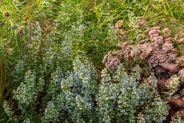 Calamintha Triumphator