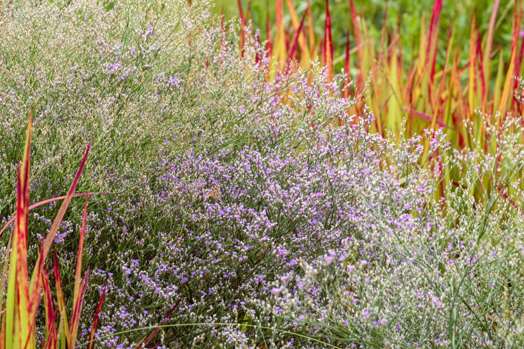 Limonium latifolium