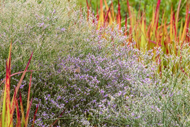 Limonium latifolium
