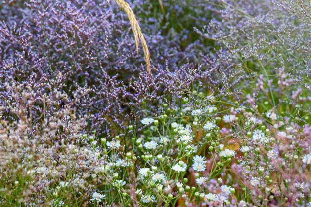 Limonium latifolium