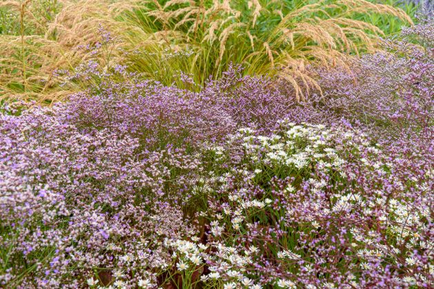 Limonium latifolium