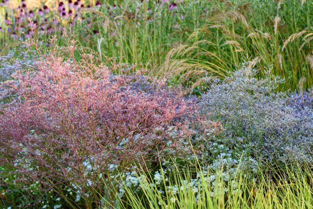 Limonium latifolium