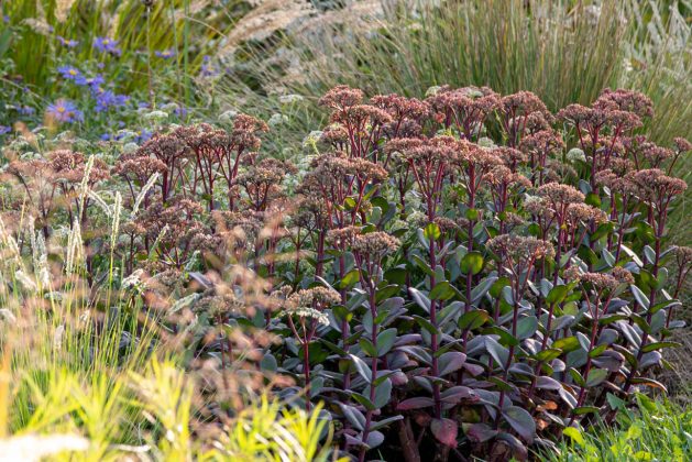 Sedum Matrona