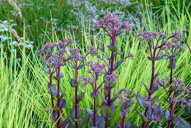 Sedum Matrona