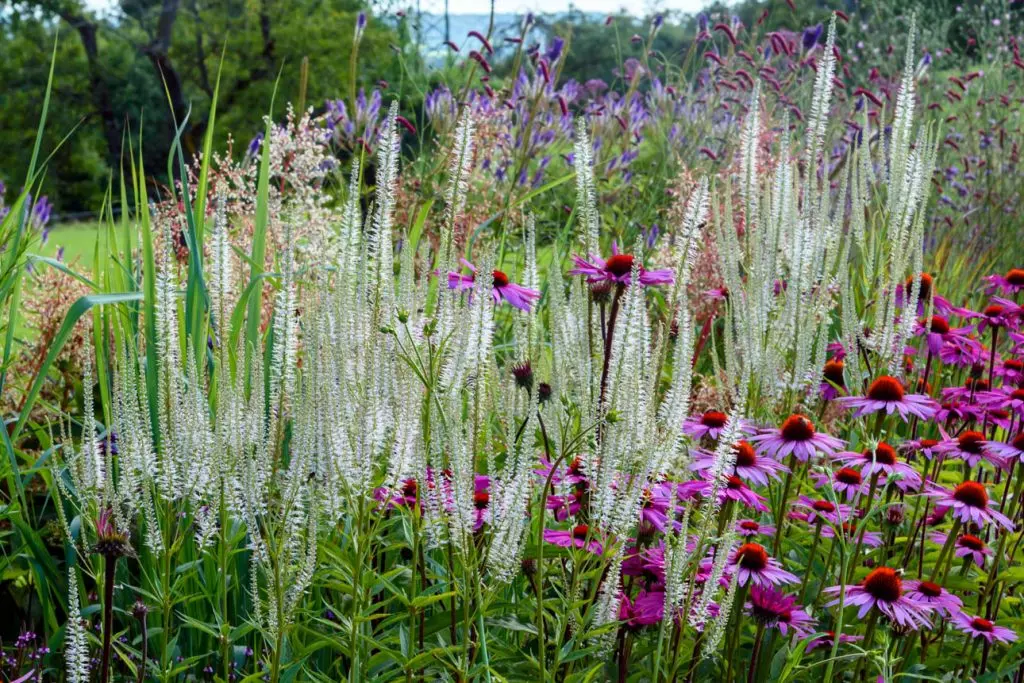 Veronicastrum Diana