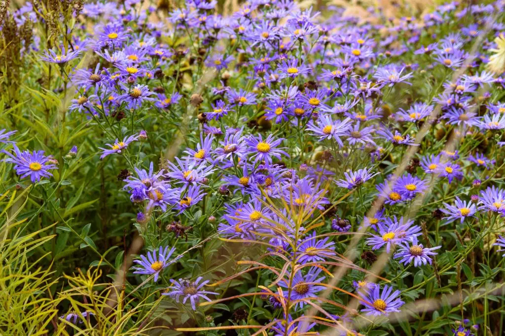 Aster Mönch