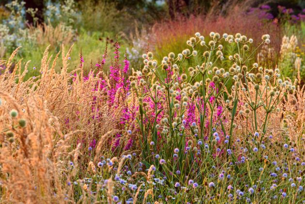 Eryngium yuccifolium